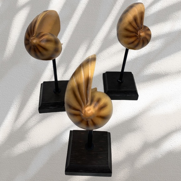 Shell Decor - Picture 2 of 8